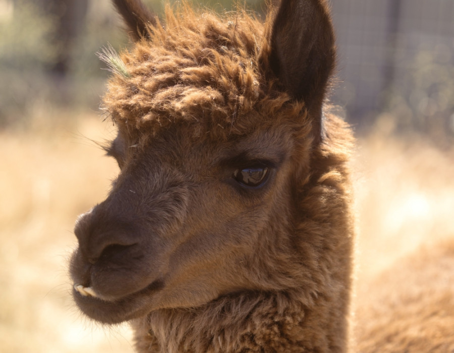 Alpaca