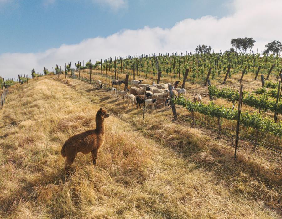 Paso Robles Organic Farmed Vineyard