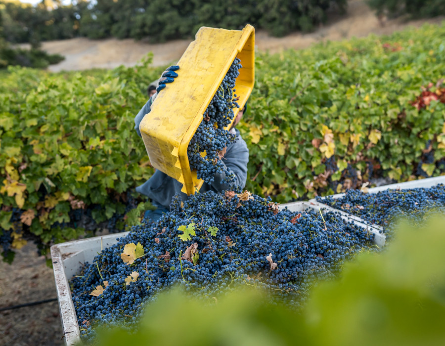 Paso Robles Vineyard Harvest