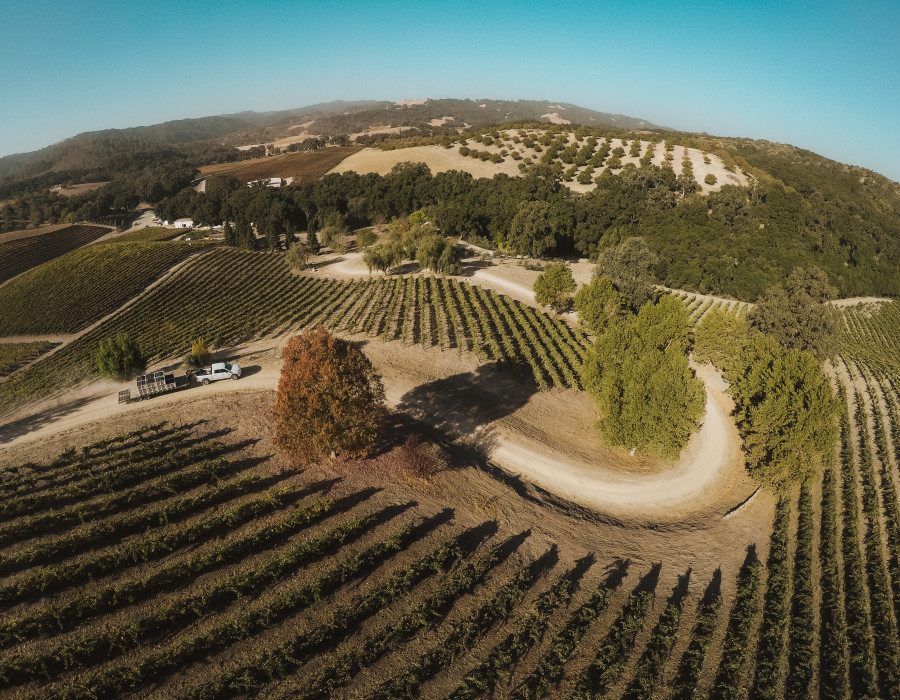 Willow Creek Vineyard