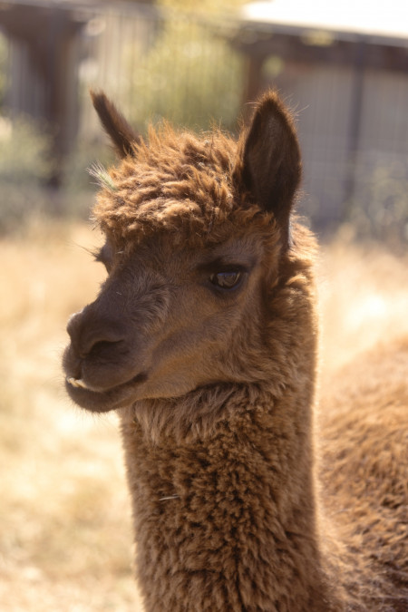 Alpaca