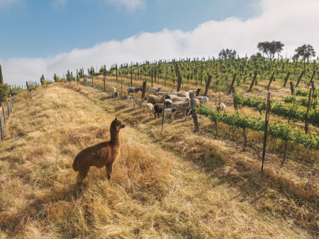 Organic Farming Animals