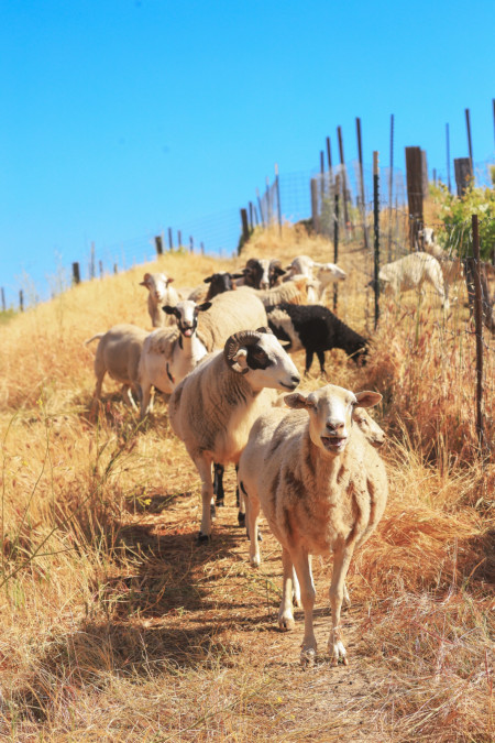 Sheep