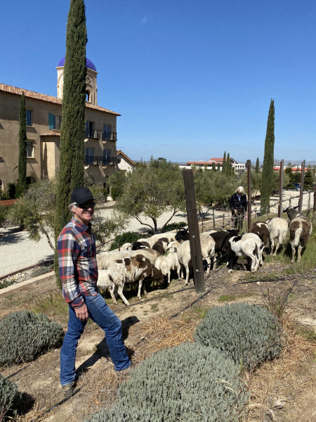 Vineyard Goats