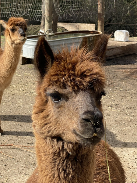 Alpaca