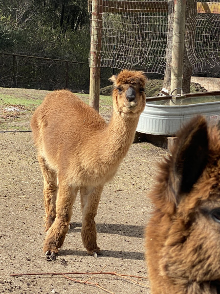 Alpaca