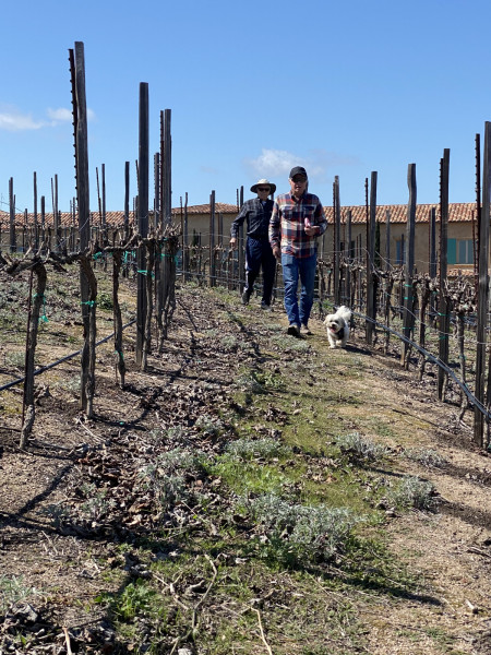 Men in Vineyard