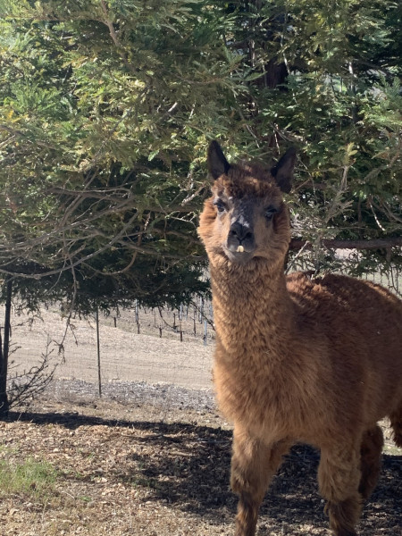 Alpaca