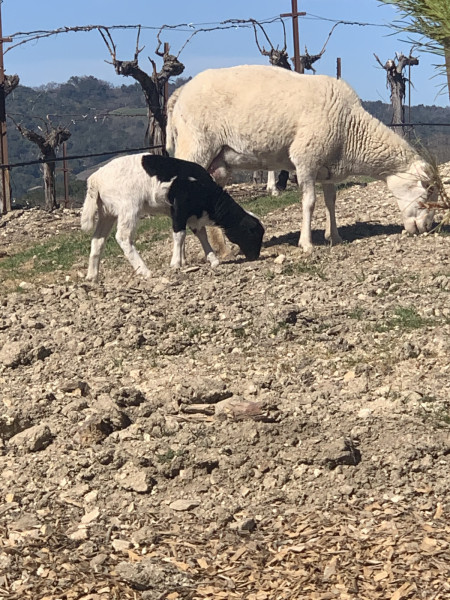 Vineyard Goats