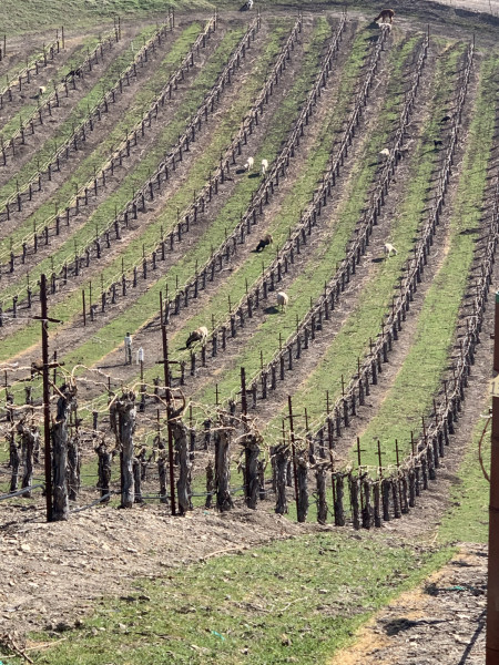 Vineyard Sheep