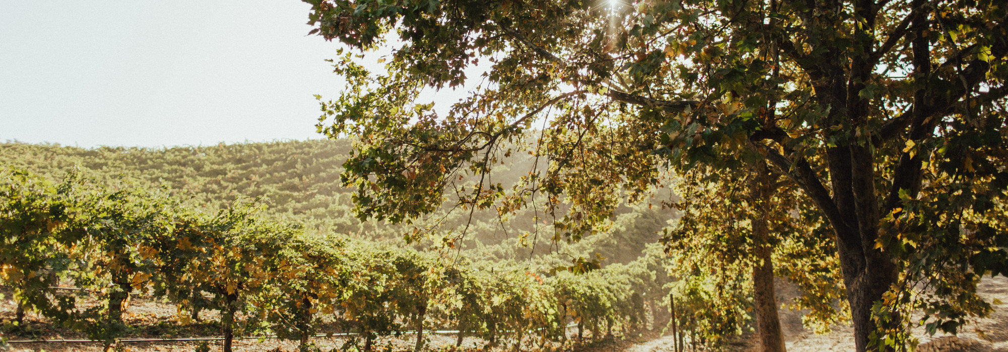 Vineyards